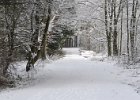 gråsten skov.jpg